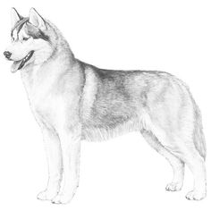 a drawing of a husky dog standing in front of a white background