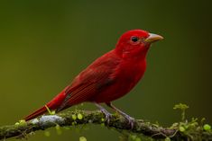 Scarlet Tanager Spiritual Meaning, Symbolism, And Dreams Summer Tanager, Find Your Dream Job, Dream Job, Your Dream, Your Perfect, Dreaming Of You