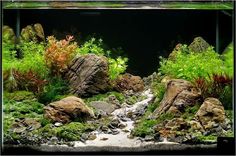 an aquarium with rocks and plants in it