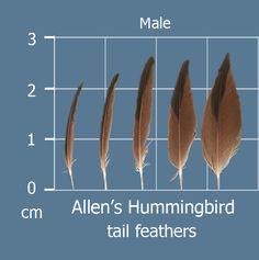 four different types of feathers are shown in the diagram, and each has an individual's name