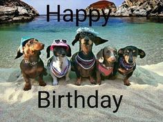 four dachshunds wearing hats and bandanas are sitting in front of the ocean