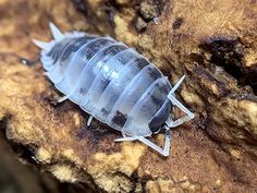 a close up of a bug on a rock