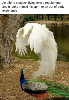 a peacock with its wings spread out in front of a tree and the caption reads, that silt second in midair about to attack your friend after sneaking up on them