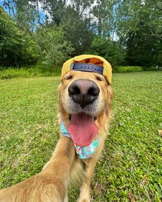 a golden retriever wearing a yellow hat with his tongue hanging out in the grass