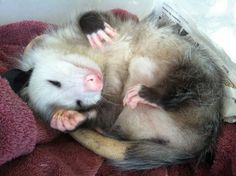 a ferret is curled up and sleeping on top of another ferret's back