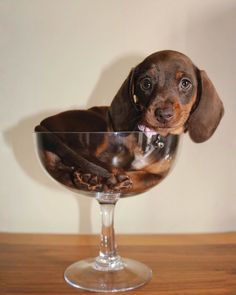 a brown and black dog sitting in a wine glass on top of a wooden table