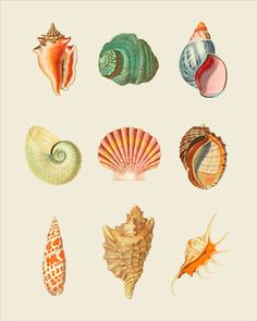 an image of seashells on white background