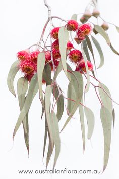 some red flowers and green leaves on a tree branch with white sky in the background