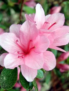 a pink flower with green leaves in the foreground