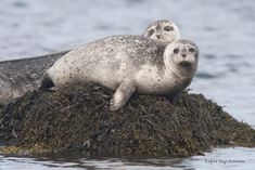 two grey seals sitting on top of seaweed in the water