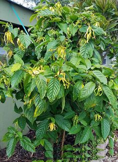 a bush with yellow flowers in front of a green wall and some plants on the ground