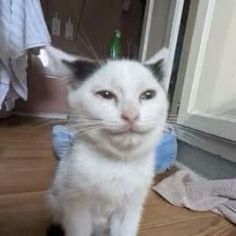 a white and black cat sitting on top of a wooden floor