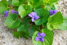 purple flowers growing out of the ground next to green leaves