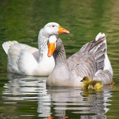 two ducks are swimming in the water together