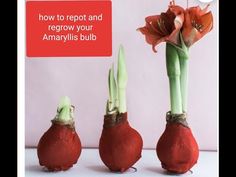 three red flowers with green stems in front of a pink background and the words, how to repot and regrow your amaryilis bulb