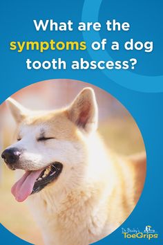 A dog tooth abscess can be painful for your canine companion. Integrative veterinarian Dr. Julie Buzby explains how tooth root abscesses occur, symptoms to watch for, and what your vet can do to get your pup feeling better in no time. Dog Teeth