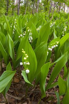 some white flowers are growing in the woods