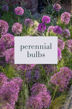 purple flowers with the words perennial bulbs over it in front of some other plants and bushes