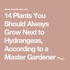 14 Plants You Should Always Grow Next to Hydrangeas, According to a Master Gardener - NewsBreak Hydrangea Companion Plants, Entertaining Dinner, Mosquito Repelling Plants, Companion Plants, Hydrangea Garden, Container Gardening Flowers, Wedding Party Planning, Master Gardener, Most Beautiful Flowers