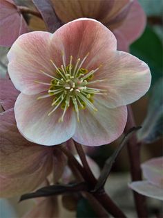 a pink flower with yellow stamens in the center and green leaves around it