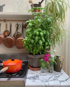 a potted plant sitting on top of a stove next to pots and pans