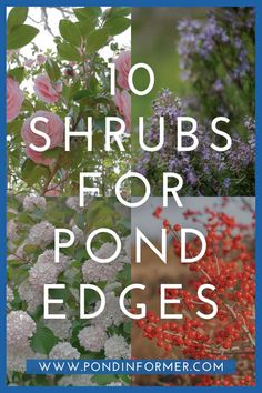 flowers with the words 10 shrubs for pond edges in front of it and an image of pink