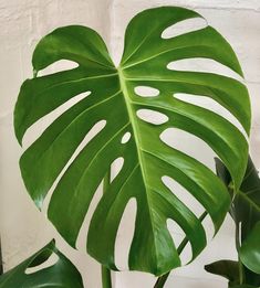 a large green leaf on top of a plant