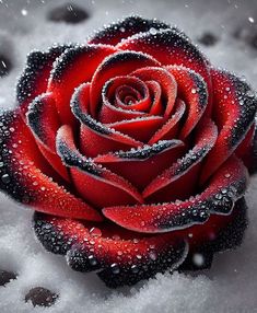 a red rose covered in water droplets sitting on top of some white and black snow