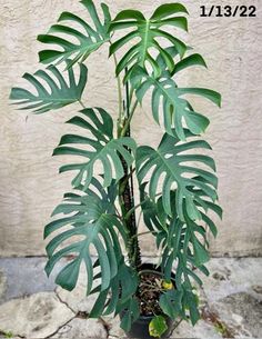 a potted plant with large green leaves on the top and bottom, in front of a stucco wall