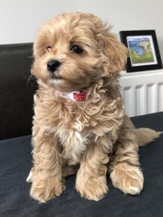 a small brown dog sitting on top of a bed