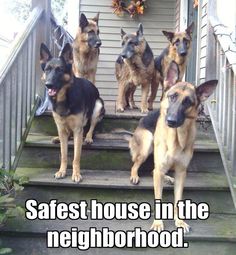 five german shepherd dogs standing on the steps in front of a house with caption saying, safe house in the neighborhood