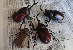 Bugs Aesthetic, Insect Aesthetic, Beetle Aesthetic, Bug Aesthetic, Vulture Culture, Stag Beetle