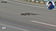 an alligator laying on the side of a road next to a man in a hat