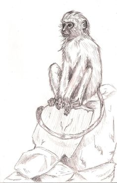 Monkey Drawing Sketch, Kingston Tattoo, Monkey Images, Sketchbook Ideas Inspiration, Snow Monkey, Pencil Drawings Of Animals, African Sculptures