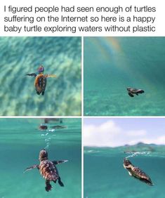 turtles swimming in the ocean with caption that reads, i figured people had seen enough of turtles surfing on the internet so here is a happy baby turtle exploring waters without plastic