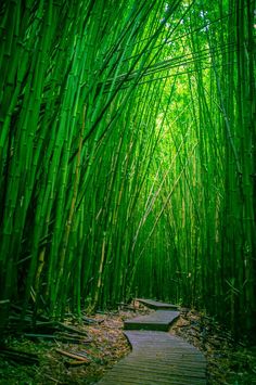 a path in the middle of a bamboo forest