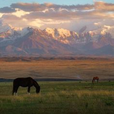 two horses grazing in an open field with mountains in the background