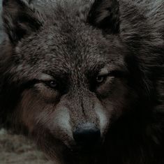 a close up of a wolf's face with it's eyes wide open