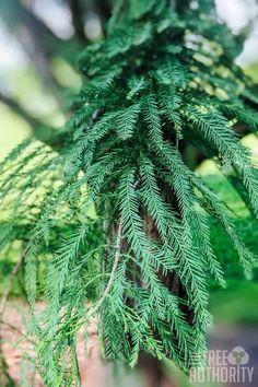 a close up of a tree with green leaves