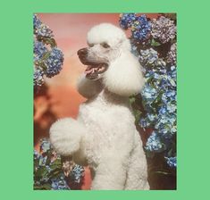 a white poodle standing in front of blue and purple flowers with its tongue out