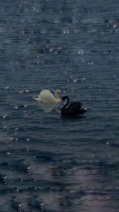 two swans are swimming in the water together