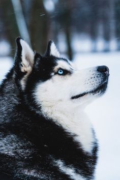 a black and white husky dog with blue eyes looking up at something in the distance