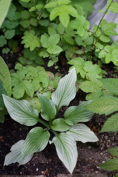 a green plant with white stripes in the middle of some dirt and plants behind it