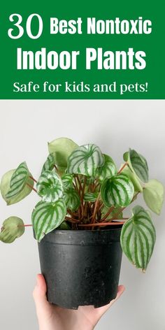 a hand holding a potted plant with text overlay that reads 30 best nontoxic indoor plants safe for kids and pets