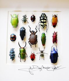 a group of different colored bugs mounted on a wall next to each other in a white frame