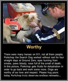 a man petting a dog wearing a life jacket and safety vest on it's chest