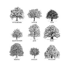 the different types of trees are shown in black and white