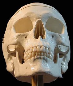 a white human skull on a wooden stick