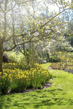 the sun shines through the trees and flowers