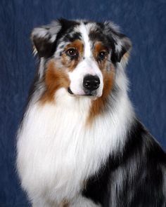 a close up of a dog on a blue background